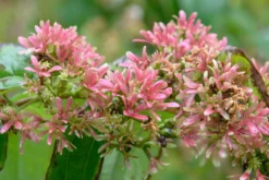 Sieben-Söhne-des-Himmels-Strauch Heptacodium Miconioides -Obstbaumladen Sieben S hne Fruchtstand