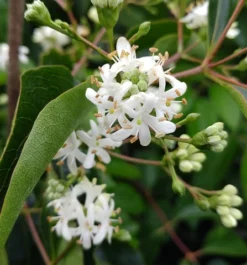 Sieben-Söhne-des-Himmels-Strauch Heptacodium Miconioides -Obstbaumladen Sieben S hne des Himmels