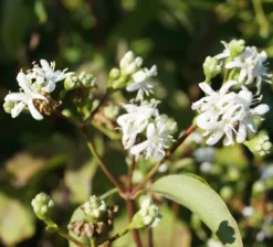 Sieben-Söhne-des-Himmels-Strauch Heptacodium Miconioides -Obstbaumladen Sieben S hne des himmels 1