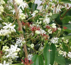 Sieben-Söhne-des-Himmels-Strauch Heptacodium Miconioides -Obstbaumladen Sieben s hne1