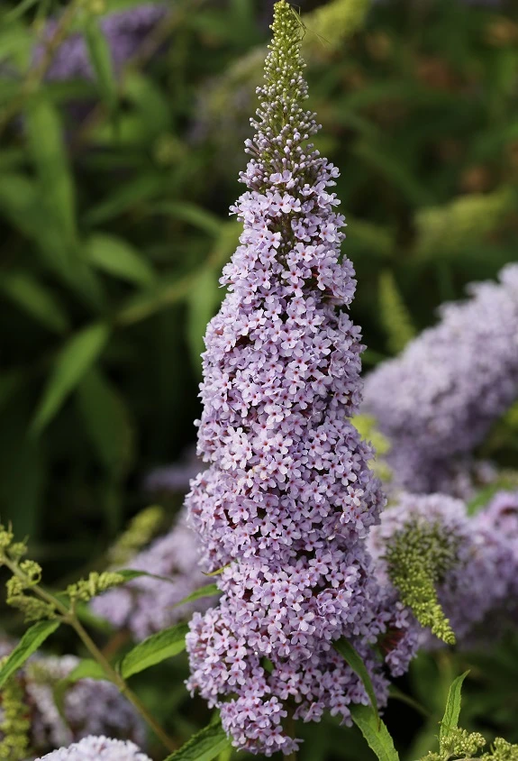 Schmetterlingsflieder Butterfly Candy® (versch. Farben) Buddleja Davidii 5 Schmetterlingsflieder Butterfly Candy® (versch. Farben) Buddleja Davidii – Bild 5
