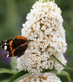 Schmetterlingsflieder Butterfly Candy® (versch. Farben) Buddleja Davidii 12 Schmetterlingsflieder Butterfly Candy® (versch. Farben) Buddleja Davidii -Obstbaumladen Sommerflieder weiss1