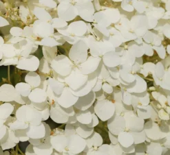Garten-Hortensie `Incrediball®´ Hydrangea Arborescens -Obstbaumladen Strong anabelle