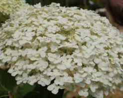 Garten-Hortensie `Incrediball®´ Hydrangea Arborescens -Obstbaumladen Strong anabelle1