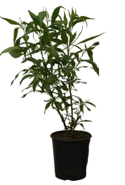 Sommerglocke / Baumoleander `Summer Bells´ Chitalpa Tashkentensis `Summer Bells´ 9 Sommerglocke / Baumoleander `Summer Bells´ Chitalpa Tashkentensis `Summer Bells´ -Obstbaumladen Summer bells