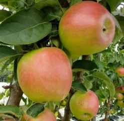 Säulenapfel `Suncats´ Malus Domestica -Obstbaumladen Suncats bearb 600x600