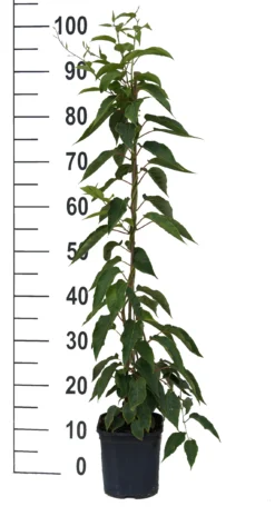 Bayernkiwi 3er-Set Mit Großfrüchtigen Sorten Actinidia Arguta -Obstbaumladen Super Jumbo weissFvoRaFC425vl0