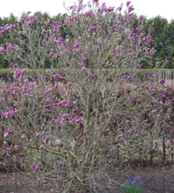 Purpur-Magnolie `Susan´ Magnolia Liliiflora `Susan´ -Obstbaumladen Susan Bl tezeit