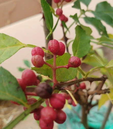 Szechuan Pfeffer Zanthoxylum Simulans 3 Szechuan Pfeffer Zanthoxylum Simulans – Bild 3