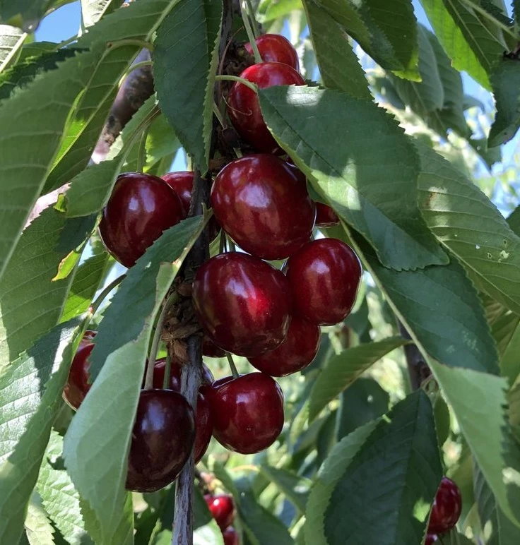 Süßkirsche `Tamara´ Prunus Avium 2 Süßkirsche `Tamara´ Prunus Avium – Bild 2