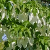 Taschentuchbaum / Taubenbaum Davidia Involucrata Vilmoriniana