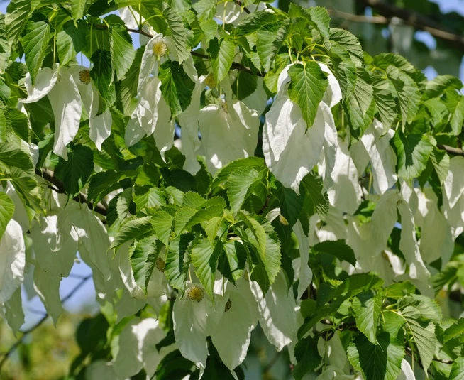 Taschentuchbaum / Taubenbaum Davidia Involucrata Vilmoriniana