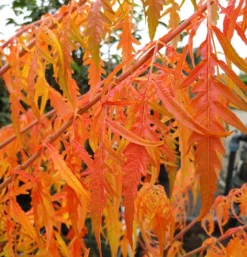 Essigbaum `Tiger Eyes´ Rhus Typhina `Tiger Eyes´ 8 Essigbaum `Tiger Eyes´ Rhus Typhina `Tiger Eyes´ -Obstbaumladen Tiger Eyes Rhus