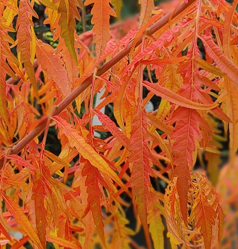 Essigbaum `Tiger Eyes´ Rhus Typhina `Tiger Eyes´ 3 Essigbaum `Tiger Eyes´ Rhus Typhina `Tiger Eyes´ – Bild 3