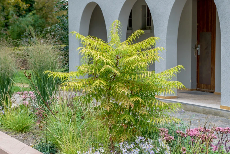 Essigbaum `Tiger Eyes´ Rhus Typhina `Tiger Eyes´ 1 Essigbaum `Tiger Eyes´ Rhus Typhina `Tiger Eyes´