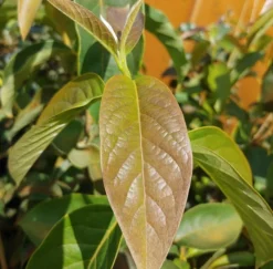 Schwarzer Tupelobaum Nyssa Sylvatica 8 Schwarzer Tupelobaum Nyssa Sylvatica -Obstbaumladen Tupelobaum Blatt