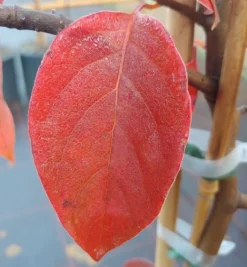 Schwarzer Tupelobaum Nyssa Sylvatica 10 Schwarzer Tupelobaum Nyssa Sylvatica -Obstbaumladen Tupelobaum herbstf rbung 1