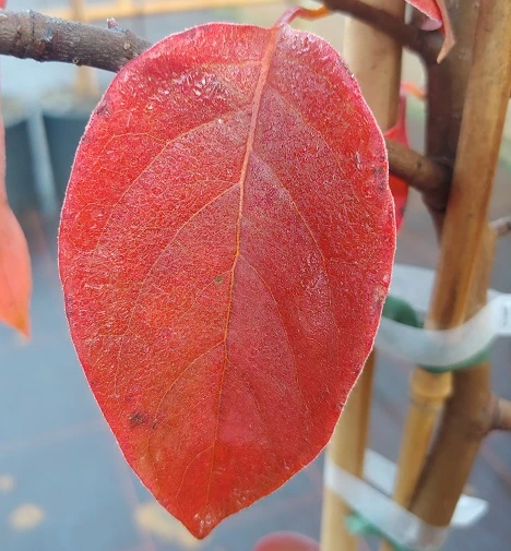 Schwarzer Tupelobaum Nyssa Sylvatica 5 Schwarzer Tupelobaum Nyssa Sylvatica – Bild 5