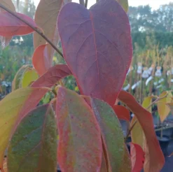 Schwarzer Tupelobaum Nyssa Sylvatica 9 Schwarzer Tupelobaum Nyssa Sylvatica -Obstbaumladen Tupelobaum herbstf rbung