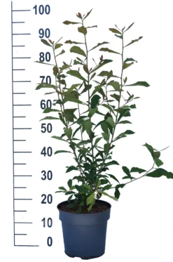 Schwarzer Tupelobaum Nyssa Sylvatica 11 Schwarzer Tupelobaum Nyssa Sylvatica -Obstbaumladen Tupelobaum weiss