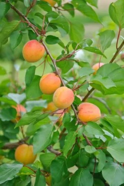 Ungarische Beste Prunus Armeniaca `Ungarische Beste´ -Obstbaumladen Ungarische