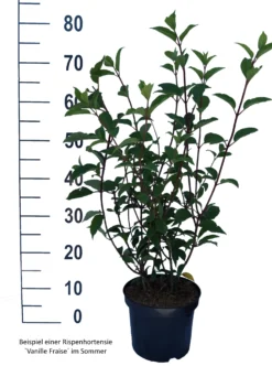 Rispenhortensie `Vanille-Fraise´ Hydrangea Paniculata `Vanille Fraise´ -Obstbaumladen Vanille Fraise weiss