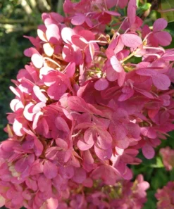 Rispenhortensie `Vanille-Fraise´ Hydrangea Paniculata `Vanille Fraise´ -Obstbaumladen Vanille fraise August