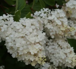 Rispenhortensie `Vanille-Fraise´ Hydrangea Paniculata `Vanille Fraise´ -Obstbaumladen Vanille fraise Juli