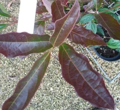 Amerikanischer Schneeball `Brandywine´ Viburnum Nudum `Brandywine´ -Obstbaumladen Viburnum Brandywine Herbstf rbung