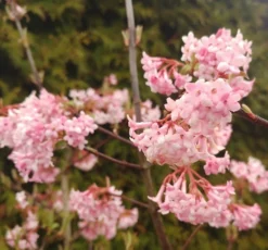 Duftender Winterschneeball `Dawn´ Viburnum Bodnantense `Dawn´ -Obstbaumladen Viburnum Dawn2