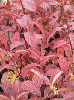 Duftender Winterschneeball `Dawn´ Viburnum Bodnantense `Dawn´ -Obstbaumladen Viburnum bodnantense dawn herbstf rbung