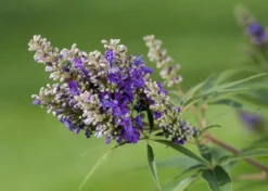 Zwerg-Mönchspfeffer `Blue Puffball´ ® Vitex Agnus-castus -Obstbaumladen Vitex BluePuffball 7