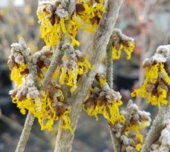 Zaubernuss `Arnold Promise´ Hamamelis X Intermedia `Arnold Promise´ -Obstbaumladen Zaubernuss 4