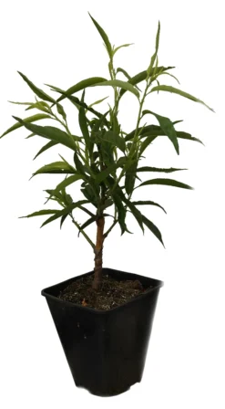 Zierpfirsich `Taoflora ® White´ (mit Essbaren Früchten) Prunus Persica `Taoflora ® White´ -Obstbaumladen Zierpfirisch Taoflora white