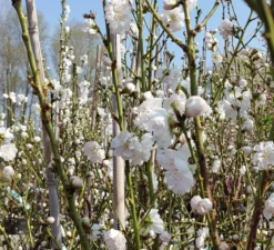 Zierpfirsich `Taoflora ® White´ (mit Essbaren Früchten) Prunus Persica `Taoflora ® White´ -Obstbaumladen Zierpfirsich weiss4