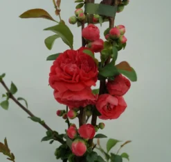 Zierquitte `Pink Storm´ Chaenomeles Japonica `Pink Storm´ -Obstbaumladen Zierquitte Pink Storm2