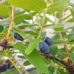 Sibirische Blaubeere / Honigbeere `Zojka Lonicera Kamtschatica `Zojka´ -Obstbaumladen Zojka sibirische Blaubeere