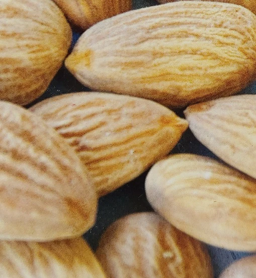 Zwerg-Fruchtmandel `Garden Prince´ Prunus `Zwerg-Fruchtmandel´ 2 Zwerg-Fruchtmandel `Garden Prince´ Prunus `Zwerg-Fruchtmandel´ – Bild 2