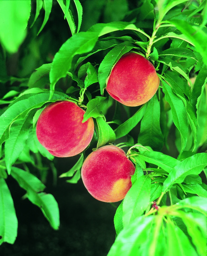 Zwergpfirsich `Amber® Pix ZeeⓈ´ Prunus Persica 1 Zwergpfirsich `Amber® Pix ZeeⓈ´ Prunus Persica