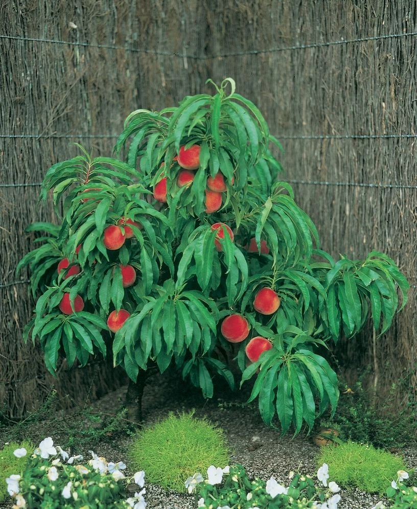 Zwergpfirsich `Amber® Pix ZeeⓈ´ Prunus Persica 2 Zwergpfirsich `Amber® Pix ZeeⓈ´ Prunus Persica – Bild 2