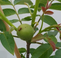 Zwerg-Walnuss Juglans Regia Var. Fertilis -Obstbaumladen Zwergwalnuss1