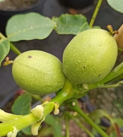 Zwerg-Walnuss Juglans Regia Var. Fertilis -Obstbaumladen Zwergwalnuss3