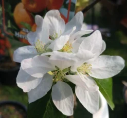 Alkmene Malus Domestica -Obstbaumladen almene