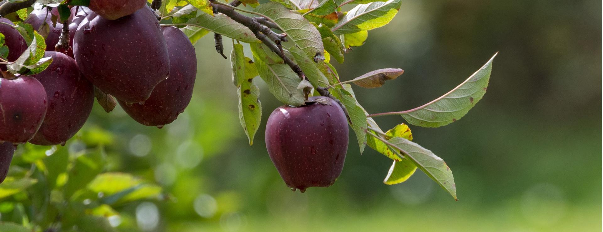 Obstbaumladen 1 Obstbaumladen -Obstbaumladen apple tree 7739709 1920