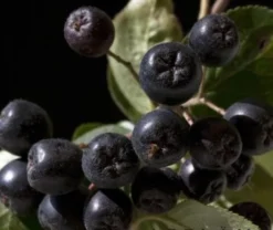 Aronia- Apfelbeere Nero Aronia Prunifolia `Nero´ -Obstbaumladen aronia nero 600x600