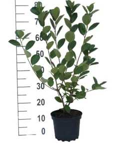 Aronia- Apfelbeere Nero Aronia Prunifolia `Nero´ -Obstbaumladen aronia neroiiPvXE42DygxM