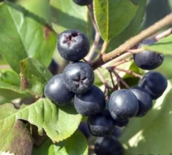 Obstbaumladen 7 Obstbaumladen -Obstbaumladen aronia 600x600
