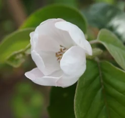 Tafelquitte Ayva® - Süßquitte, Kann Roh Verzehrt Werden Cydonia `Ayva´ -Obstbaumladen ayva bl te