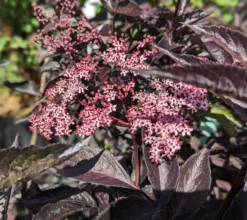 Rotblättriger Holunder `Black Beauty´ Sambucus Nigra `Black Beauty´ -Obstbaumladen black beauty2