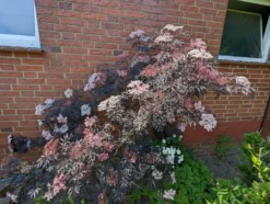 Holunder Black Lace ® Sambucus Nigra `Black Lace´ -Obstbaumladen black lace6
